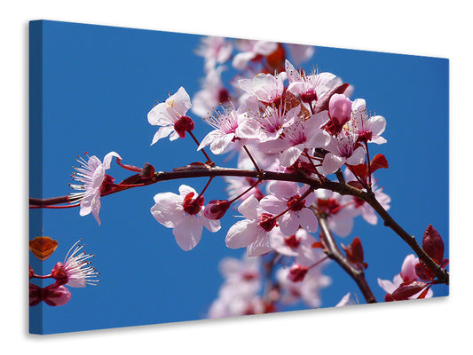 Leinwandbild Die Mandelblüte