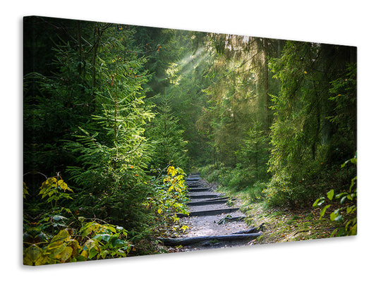 Leinwandbild Ein Weg zwischen Tannen