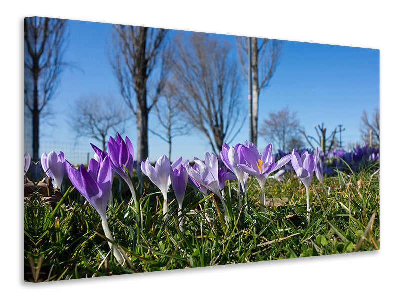 Leinwandbild Lila Krokus in der Natur