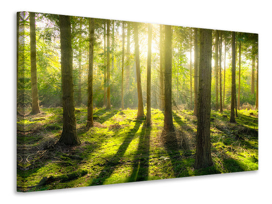 Leinwandbild Mitten im Wald