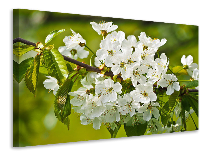 Leinwandbild Weisse Blüten in XL