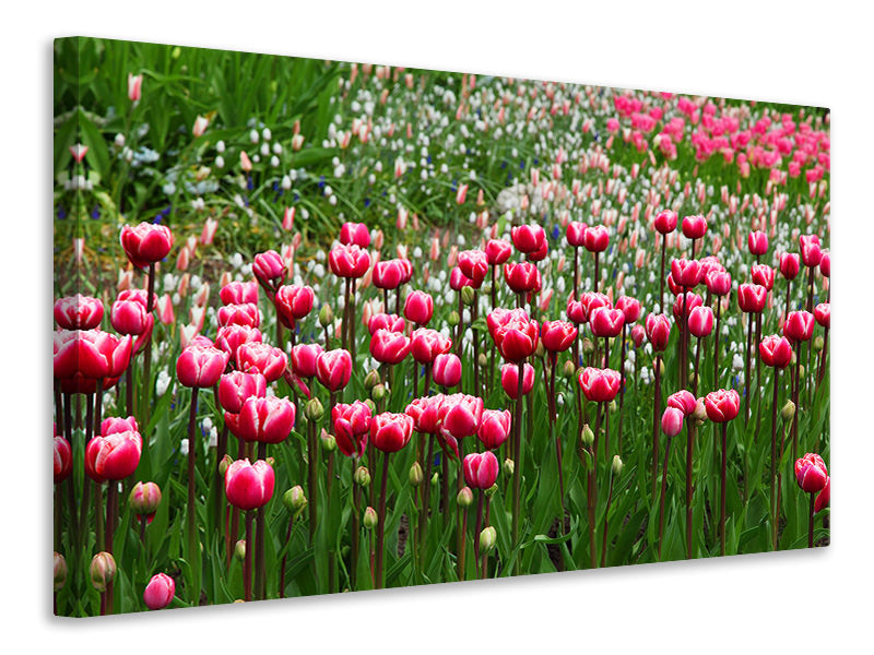 Leinwandbild Wildes Tulpenfeld