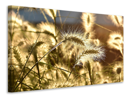 Leinwandbild Ziergras im Sonnenlicht